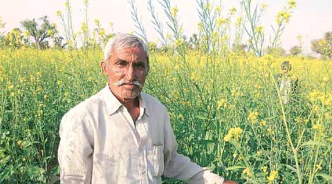 GM Mustard: Scientists, activists step up pressure, GEAC to meet today ...