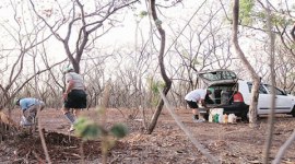 NIBM, NIBM campus, tree fall, sandalwood tree fall, pune news