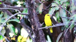 biodiversity, Indian Golden Oriole, mumbai biodiversity, mumbai news