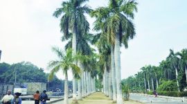 Royal Palm, chandigarh, Royal Palm chandigarh, Royal Palm tree, Panjab University, Caribbean, West Indies