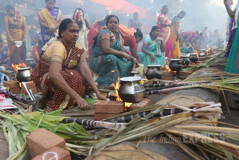 Pongal, Pongal Festival, tamil Nadu, Makar Sankranti, Telugu Community, Pongal Mumbai, Pongal Celebrations, Mattu Pongal, Kaanum Pongal, Pongal Rituals, Pongal pics, Pongal Photos, Sankranti
