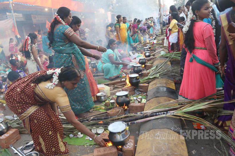 Pongal, Pongal Festival, tamil Nadu, Makar Sankranti, Telugu Community, Pongal Mumbai, Pongal Celebrations, Mattu Pongal, Kaanum Pongal, Pongal Rituals, Pongal pics, Pongal Photos, Sankranti
