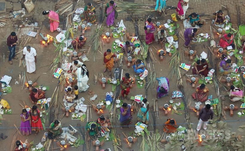 Pongal, Pongal Festival, tamil Nadu, Makar Sankranti, Telugu Community, Pongal Mumbai, Pongal Celebrations, Mattu Pongal, Kaanum Pongal, Pongal Rituals, Pongal pics, Pongal Photos, Sankranti