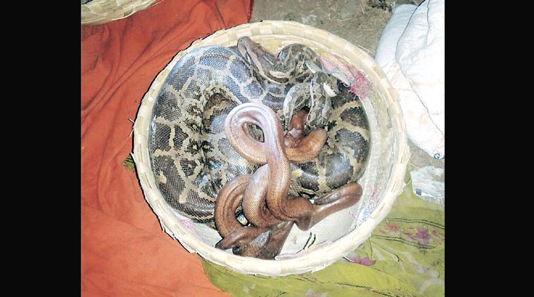 snake rescue, new delhi snake rescue, new delhi railway station, wildlife SOS, delhi news