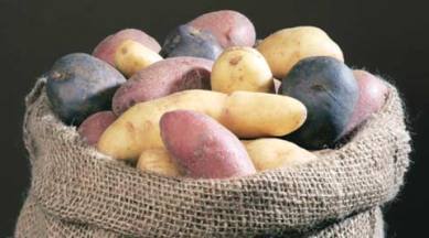 sweet potato diet, sweet potato benefits, health news, health and fitness, lifestyle news, sweet potato health, india news