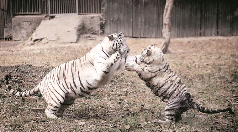 White tiger cubs maul keeper to death in India, India