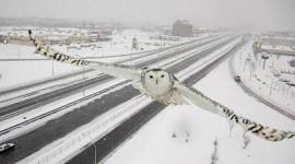 Snowy owl, owl, Happy new Year, Animals, Birds, Snow, Winter, Swimmers, Barack Obama, hillary Clinton, Snow Festival, Israel, Beijing, France, america, Best photos, 2016 Photos, Best pics, Best photos 2016, indian express