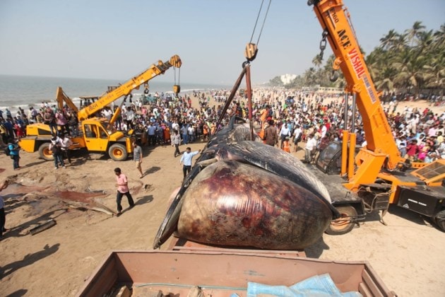 whale, juhu beach, mumbai whale, juhu beach whale, juhu beach dead whale, mumbai juhu beach whale, mumbai whale beached, mumbai news, india news, latest news, mumbai juhu whale pics, mumbai whale photos
