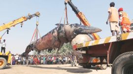 whale, dead whale, mumbai juhu beach, mumbai beach, mumbai news