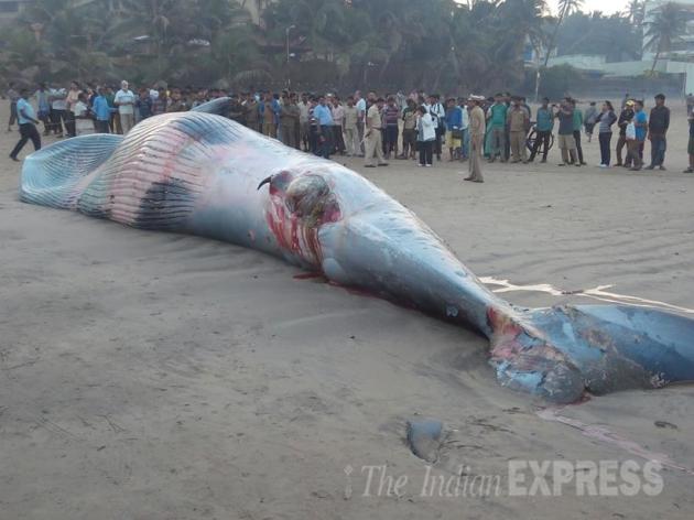 whale, juhu beach, mumbai whale, juhu beach whale, juhu beach dead whale, mumbai juhu beach whale, mumbai whale beached, mumbai news, india news, latest news, mumbai juhu whale pics, mumbai whale photos
