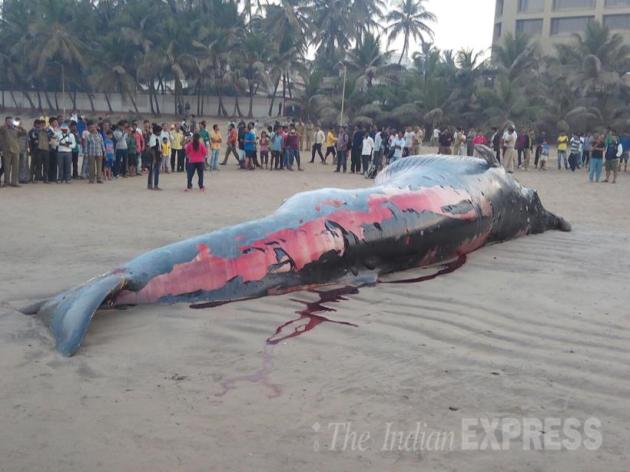 whale, juhu beach, mumbai whale, juhu beach whale, juhu beach dead whale, mumbai juhu beach whale, mumbai whale beached, mumbai news, india news, latest news, mumbai juhu whale pics, mumbai whale photos
