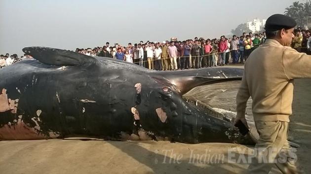 whale, juhu beach, mumbai whale, juhu beach whale, juhu beach dead whale, mumbai juhu beach whale, mumbai whale beached, mumbai news, india news, latest news, mumbai juhu whale pics, mumbai whale photos