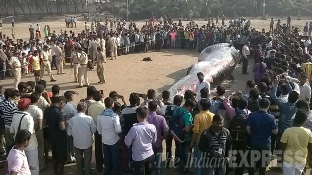 whale, juhu beach, mumbai whale, juhu beach whale, juhu beach dead whale, mumbai juhu beach whale, mumbai whale beached, mumbai news, india news, latest news, mumbai juhu whale pics, mumbai whale photos