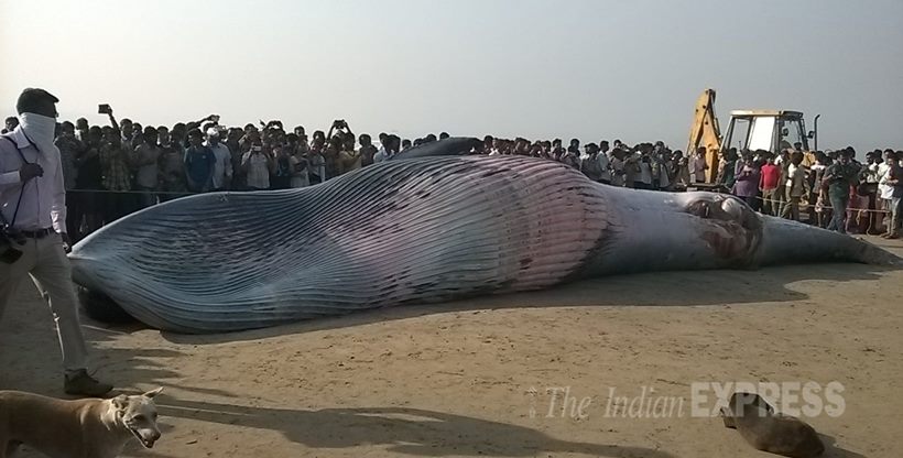 Whale carcass found in Uran | Mumbai News - The Indian Express