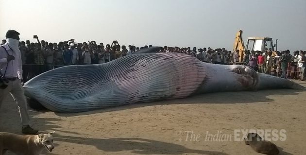 Whale carcass found in Uran