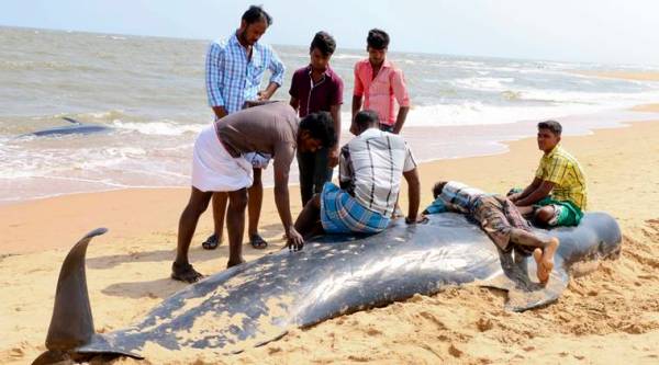 People look at one among the dozens of whales that have washed ashore on the Bay of Bengal coast's Manapad beach in Tuticorin district, Tamil Nadu state, India, Tuesday, Jan.12, 2016. (Source: AP)