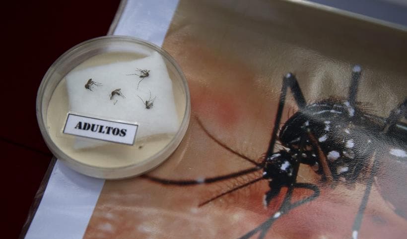 zika, zika virus, zika emergency, WHO zika meeting, WHO zika emergency, zika outbreak, Microcephaly zika, zika symptoms, zika vaccine, zika cure, zika spread, zika news, world news, health news, latest news