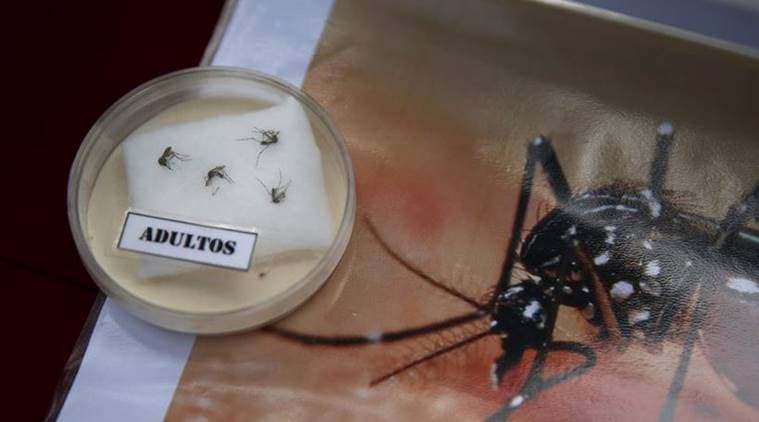 Specimens of Aedes aegypti mosquito are exhibited during a campaign to raise awareness of preventing the entry of the Zika virus into the country, at the Health Ministry in Lima, Peru
