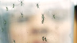zika, zika virus, zika india, zika virus india, mosquitoes, mosquito borne disease, india health, india news