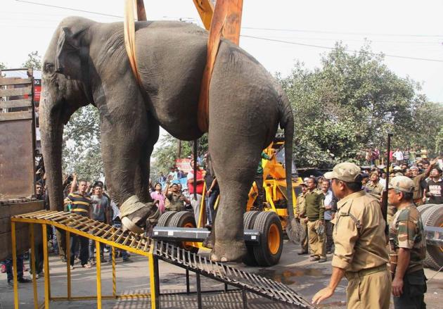 Elephant rampage, Elephant in siliguri, Elephant rampages siliguri, Elephant rampages photos, Elephant rampages news