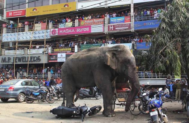 Elephant rampage, Elephant in siliguri, Elephant rampages siliguri, Elephant rampages photos, Elephant rampages news