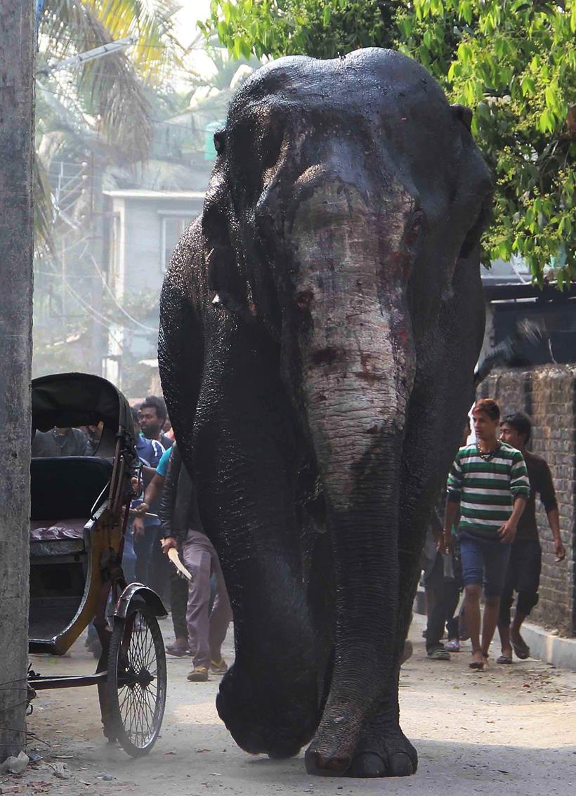 Elephant rampage, Elephant in siliguri, Elephant rampages siliguri, Elephant rampages photos, Elephant rampages news