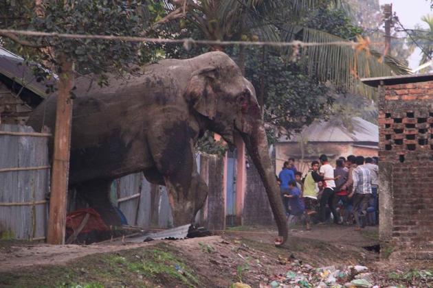 Elephant rampage, Elephant in siliguri, Elephant rampages siliguri, Elephant rampages photos, Elephant rampages news
