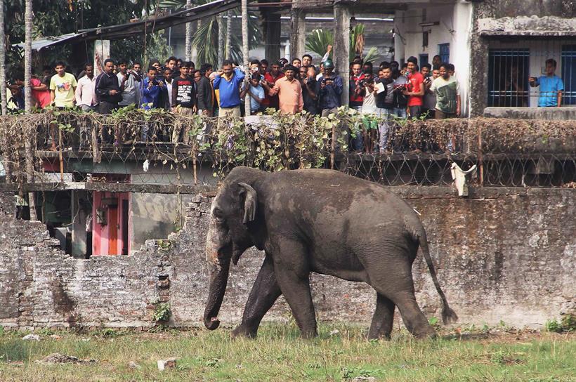 Elephant rampage, Elephant in siliguri, Elephant rampages siliguri, Elephant rampages photos, Elephant rampages news