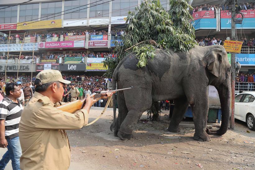 Elephant rampage, Elephant in siliguri, Elephant rampages siliguri, Elephant rampages photos, Elephant rampages news