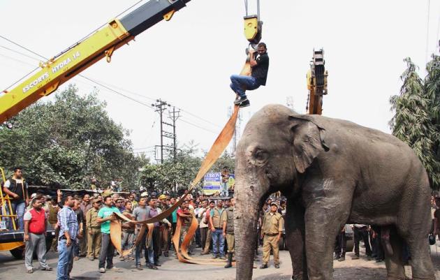 Elephant rampage, Elephant in siliguri, Elephant rampages siliguri, Elephant rampages photos, Elephant rampages news
