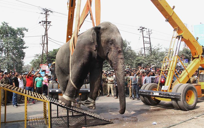 Elephant rampage, Elephant in siliguri, Elephant rampages siliguri, Elephant rampages photos, Elephant rampages news
