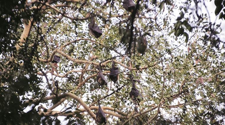 Claw your way to spot those bats at the Pune Heritage Festival | Pune ...