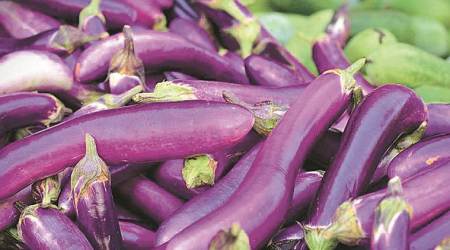 To end UPA freeze on Bt brinjal, regulator looks at Bangladesh