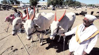 Maharashtra's law to 'preserve' cattle is achieving just the opposite | India News,The Indian Express Maharashtra's law to 'preserve' cattle is achieving just the opposite | India News,The Indian Express