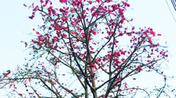 tree talk, indian express tree talk, flowers, petals, tree, leafless tree, petalled flower