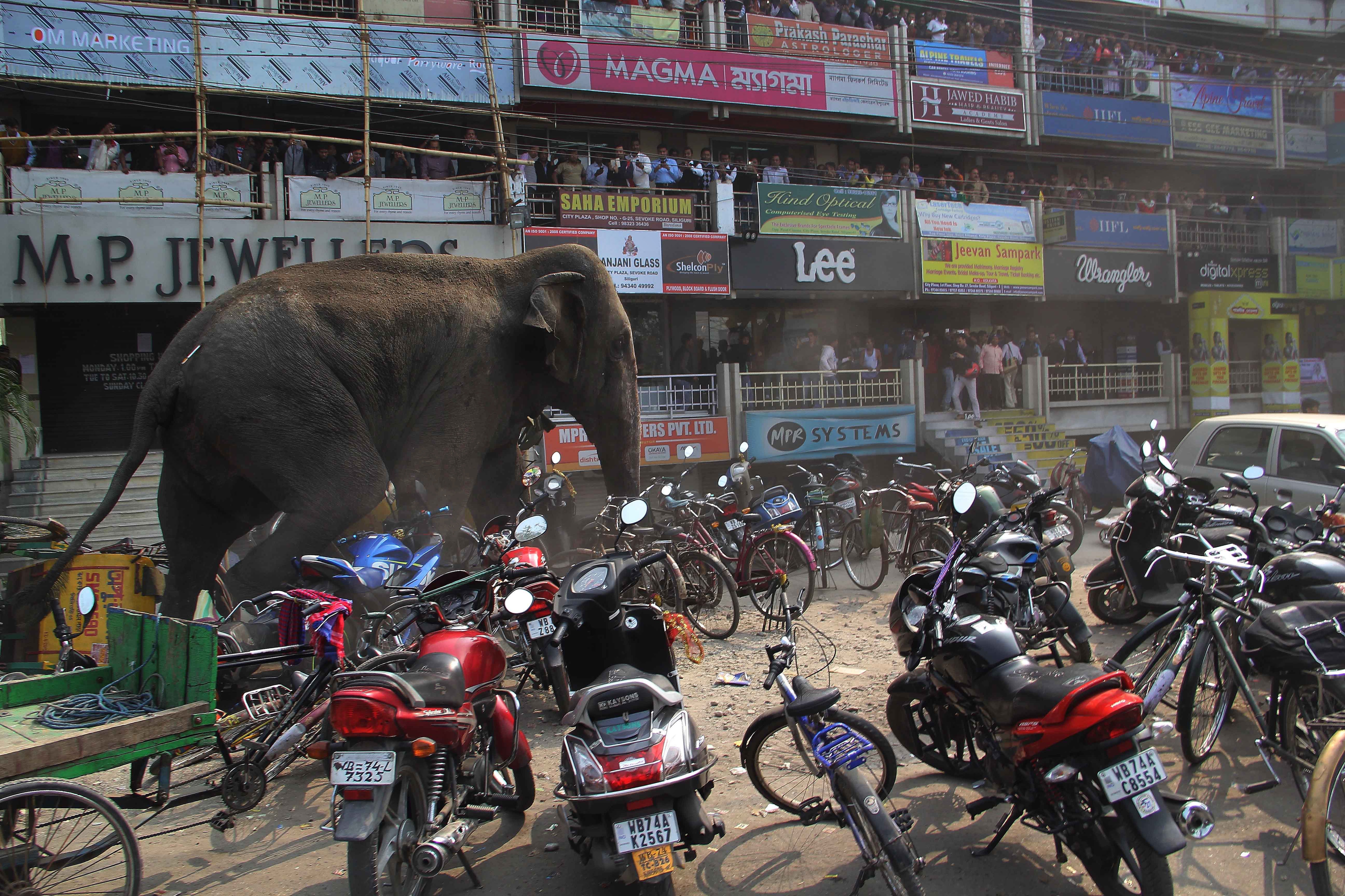 Elephant rampage, Elephant in siliguri, Elephant rampages siliguri, Elephant rampages photos, Elephant rampages news