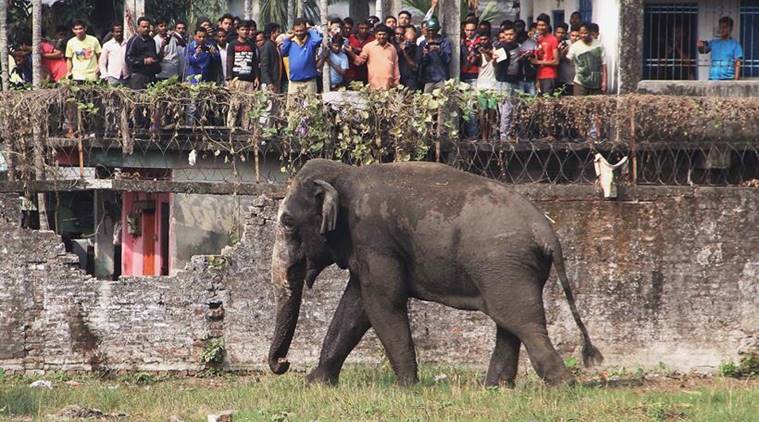 People stand on rooftops to watch a wild elephant that strayed into the town stands after authorities shot it with a tranquilizer gun at Siliguri in West Bengal state, India, Wednesday, Feb. 10, 2016. The elephant had wandered from the Baikunthapur forest on Wednesday, crossing roads and a small river before entering the town. The panicked elephant ran amok, trampling parked cars and motorbikes before it was tranquilized. (AP Photo)