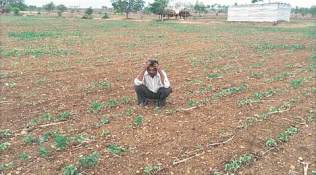 farming, farming sector, maharashtra gvot, fadnavis govt, agriculture sector, maharashtra farmers, mumbai news