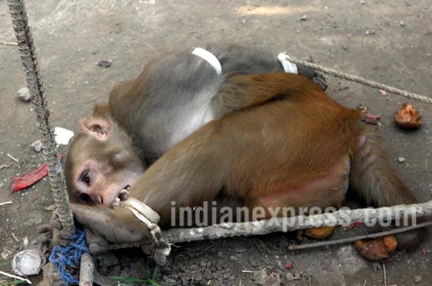Monkey, Menace Monkey, Aggressive Monkey, Monkey catcher, Monkey snatching Food, Monkey harassing people, Menace Monkey pics, Aggressive Monkey Photos