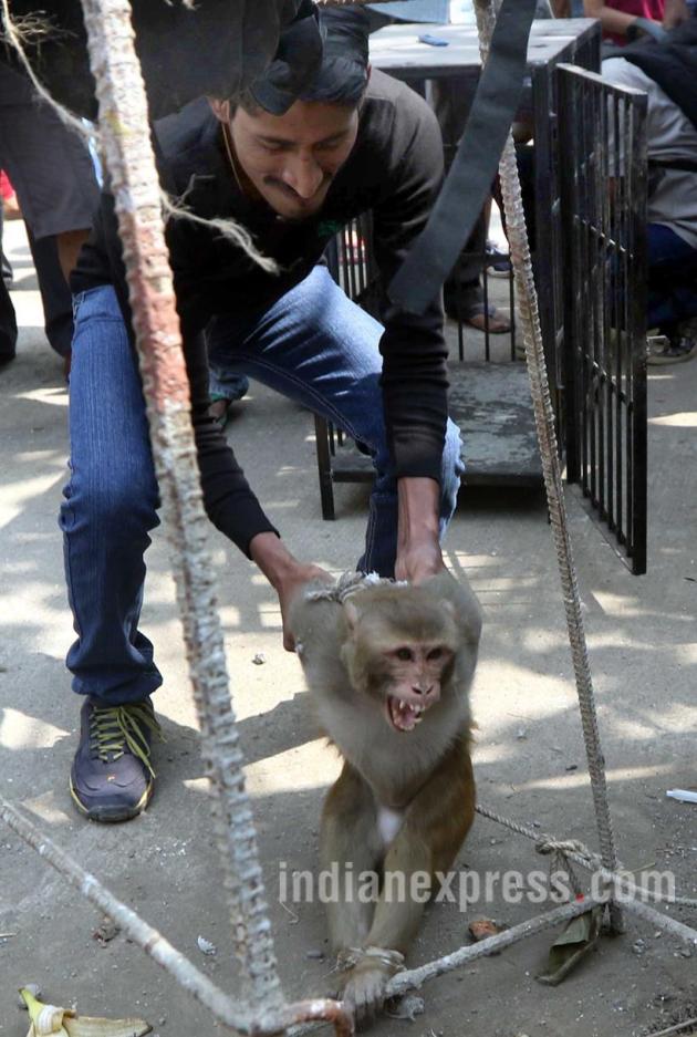 Monkey, Menace Monkey, Aggressive Monkey, Monkey catcher, Monkey snatching Food, Monkey harassing people, Menace Monkey pics, Aggressive Monkey Photos