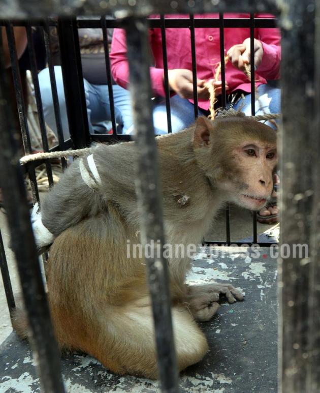 Monkey, Menace Monkey, Aggressive Monkey, Monkey catcher, Monkey snatching Food, Monkey harassing people, Menace Monkey pics, Aggressive Monkey Photos