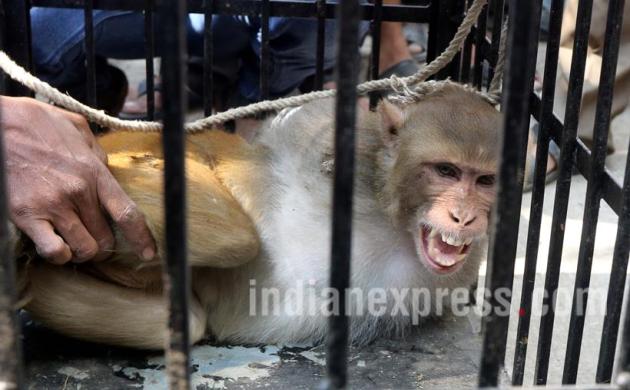Monkey, Menace Monkey, Aggressive Monkey, Monkey catcher, Monkey snatching Food, Monkey harassing people, Menace Monkey pics, Aggressive Monkey Photos