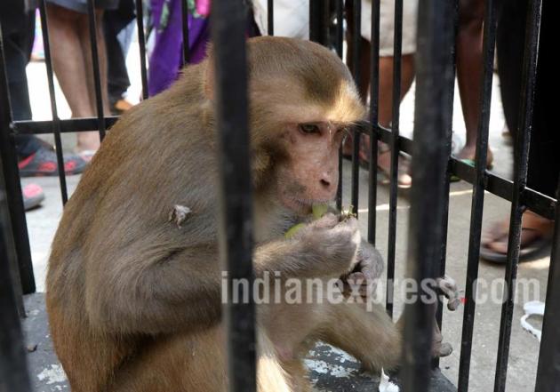 Monkey, Menace Monkey, Aggressive Monkey, Monkey catcher, Monkey snatching Food, Monkey harassing people, Menace Monkey pics, Aggressive Monkey Photos