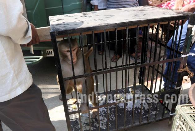 Monkey, Menace Monkey, Aggressive Monkey, Monkey catcher, Monkey snatching Food, Monkey harassing people, Menace Monkey pics, Aggressive Monkey Photos
