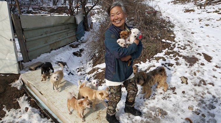 Poor South Korean woman houses 200 dogs rescued by her in shelter ...
