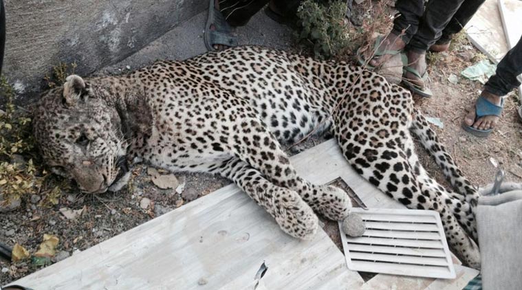 Leopard Found Dead In Gujarat’s Junagadh District | Ahmedabad News ...