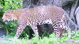 Leopard attack, Leopard kills boy, Leopard attacks, Leopard attacks in Nashik, nashik Leopard attack, four year boy killed, boy killes Leopard, India News
