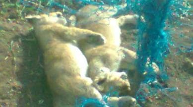 asiatic lions, asiatic lion cubs, gujarat, gujarat lions, asiatic lions dead, lion cubs, gujarat wildlife, gujarat news, india news