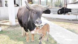 Arunachal Pradesh, Arunachal, Mithun, Mithun Arunachal, Arunachal cows, Northeast cows, cows in northeast, Arunachal news, Arunachal Pradesh news, India news