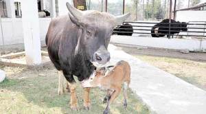 Not cow but mithun, a sign of ‘serious’ trouble in Arunachal Pradesh